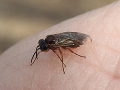 Periclista