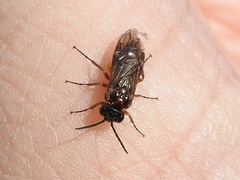 Periclista