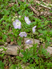 Phacelia purshii