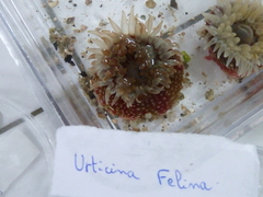 Urticina felina