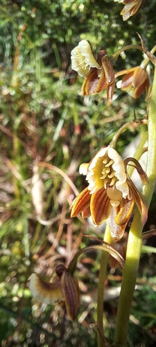 Image of Eulophia bolusii by (c) Adele SL, some rights reserved (CC BY)