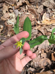 Uvularia perfoliata