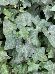 Hedera helix