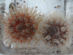 Urticina felina