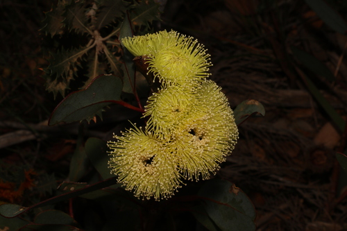 Image of Eucalyptus preissiana by (c) Greg Tasney, some rights reserved (CC BY-SA)