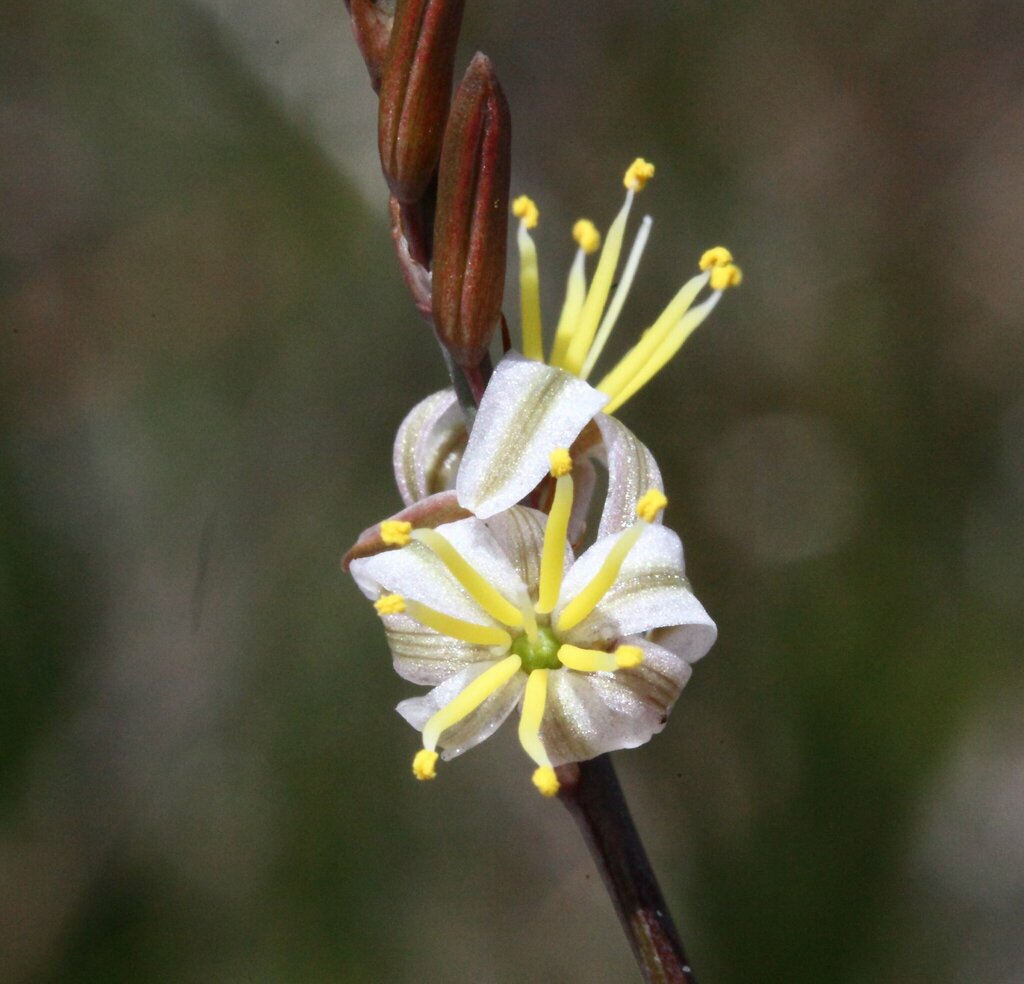 Caesia occidentalis