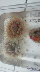 Urticina felina
