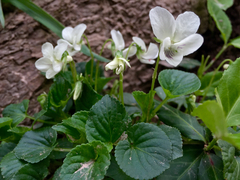 Viola