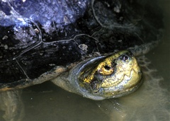 Yellow-Headed Temple Turtle photo 4