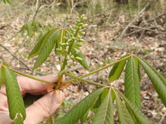 Aesculus sylvatica