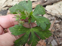 Geranium maculatum