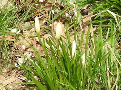 Zephyranthes atamasco