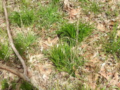 Zephyranthes atamasco