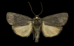 Amphipyra livida