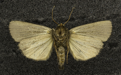 Amphipyra livida