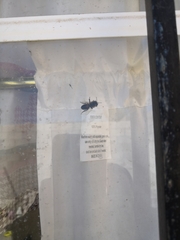 Apis mellifera