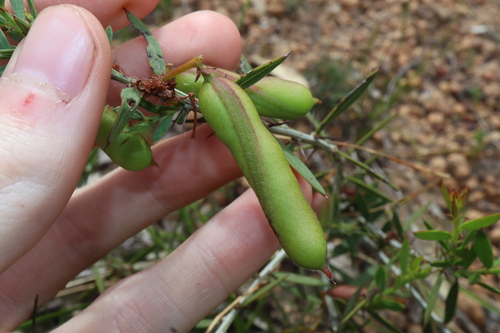 Image of Acacia nervosa by (c) Thomas Mesaglio, some rights reserved (CC BY)