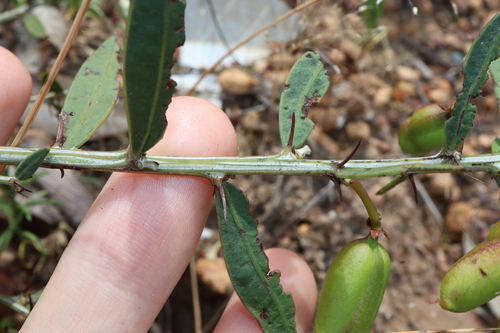 Image of Acacia nervosa by (c) Thomas Mesaglio, some rights reserved (CC BY)