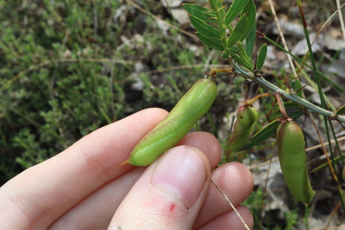 Image of Acacia nervosa by (c) Thomas Mesaglio, some rights reserved (CC BY)