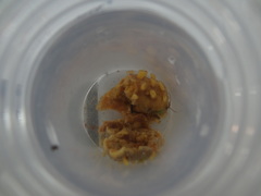 Polymastia mamillaris