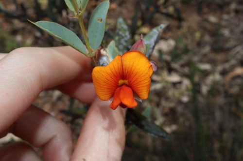Image of Gastrolobium calycinum by (c) Thomas Mesaglio, some rights reserved (CC BY)