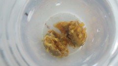 Polymastia mamillaris