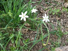 Ornithogalum umbellatum