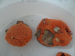 Hymeniacidon perlevis