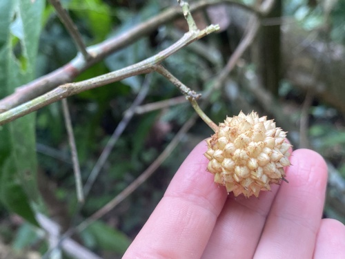 Lindackeria paludosa observed 2023-10-23