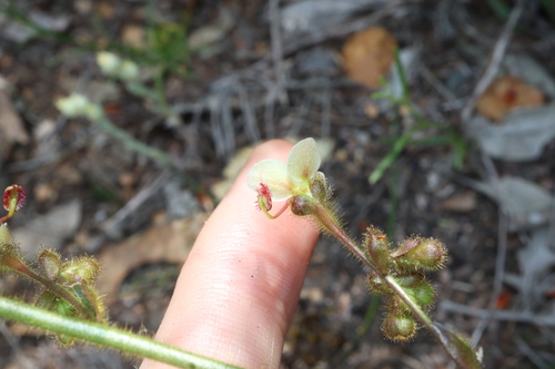 Image of Golden Triggerplant (Stylidium ciliatum) by (c) Thomas Mesaglio, some rights reserved (CC BY)