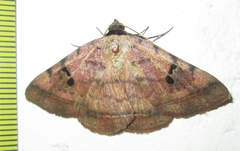 Hypopyra carneotincta