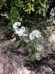 Eriogonum multiflorum