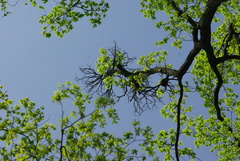Loranthus europaeus