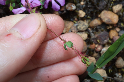 Image of Tetratheca hirsuta by (c) Thomas Mesaglio, some rights reserved (CC BY)