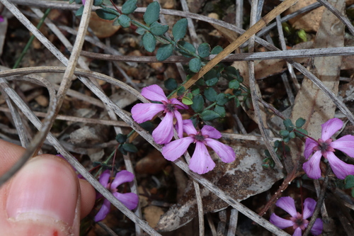 slender tetratheca (Subspecies Tetratheca hirsuta viminea ...