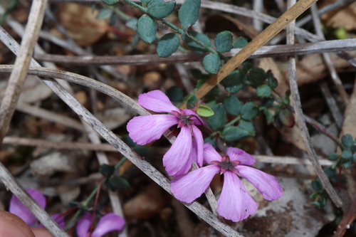 Image of Tetratheca hirsuta by (c) Thomas Mesaglio, some rights reserved (CC BY)