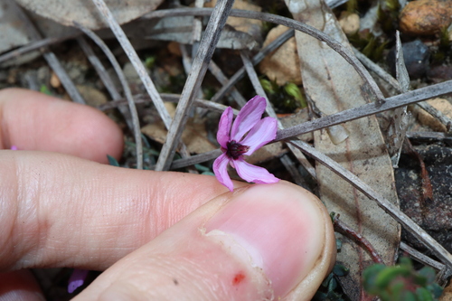 Image of Tetratheca hirsuta by (c) Thomas Mesaglio, some rights reserved (CC BY)