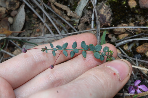 Image of Tetratheca hirsuta by (c) Thomas Mesaglio, some rights reserved (CC BY)