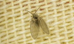 Psychodidae