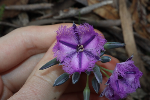 Image of Thysanotus multiflorus by (c) Thomas Mesaglio, some rights reserved (CC BY)