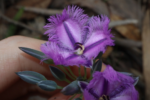 Image of Thysanotus multiflorus by (c) Thomas Mesaglio, some rights reserved (CC BY)