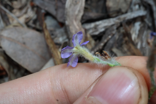 Image of Dampiera alata by (c) Thomas Mesaglio, some rights reserved (CC BY)