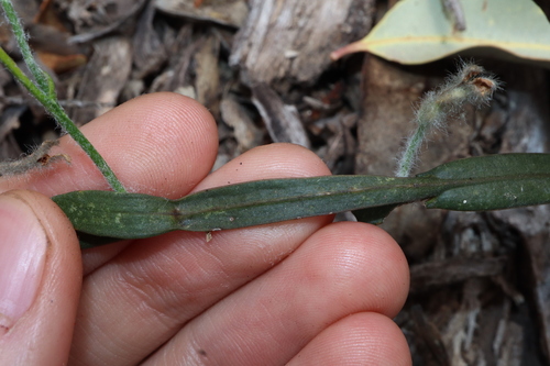 Image of Dampiera alata by (c) Thomas Mesaglio, some rights reserved (CC BY)