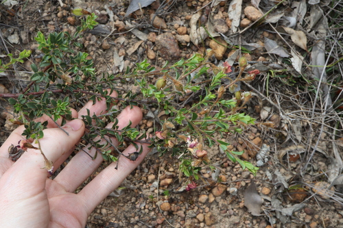 Image of Chorizema dicksonii by (c) Thomas Mesaglio, some rights reserved (CC BY)