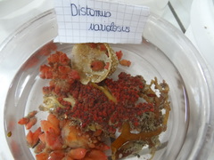 Distomus variolosus