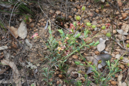 Image of Chorizema dicksonii by (c) Thomas Mesaglio, some rights reserved (CC BY)