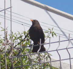 Turdus merula