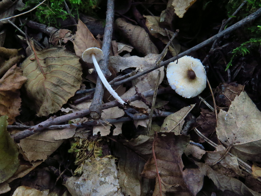 Lepiota forquignonii