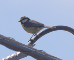 Cyanistes teneriffae