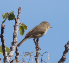 Phylloscopus canariensis